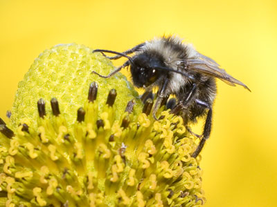 This bee wasn`t going anywhere, so I moved around and took versions with yellow, green and pink backgrounds.