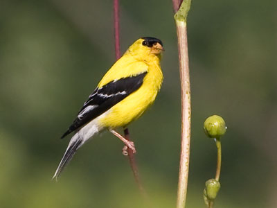 The $5,000 camera and lens came in handy here, since I was about a half mile away from this goldfinch.