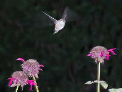 The moment the hummingbird saw me and decided it would be better to be someplace else.