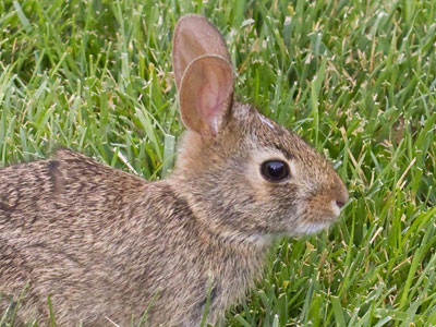 That`s my camera flash sparkling in the rabbit`s eye.