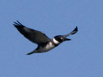 Fish beware:  that beak isn`t for eating seeds.