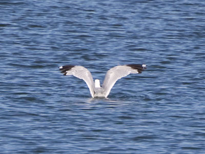 In the middle of a giant lake:  `Let`s set down right here.`