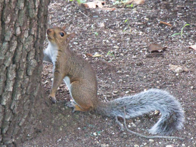 Some squirrel species have a tail that`s 70% of their body length, while others have a tail that`s 120%.