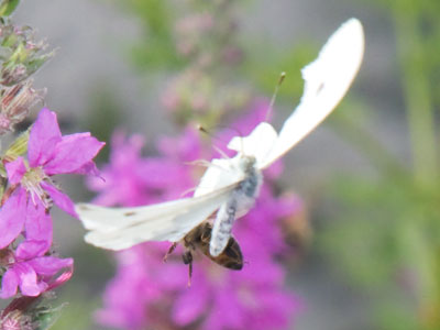 That time a butterfly and bee collided in midair.