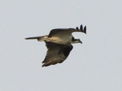 Bigger than a hawk, smaller than an eagle:  an osprey.