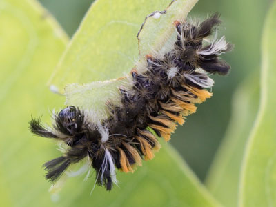 I usually know what to expect when I take pictures, but this milkweed tiger caterpillar took me by surprise.