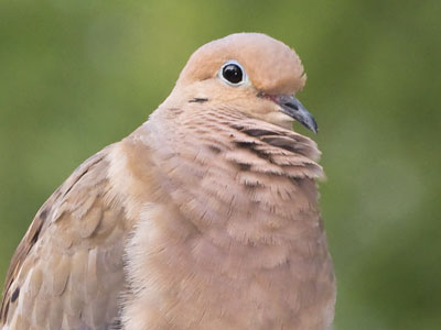 Mourning doves normally give themselves away by their call, but this one was completely silent.  I had to SEE it.