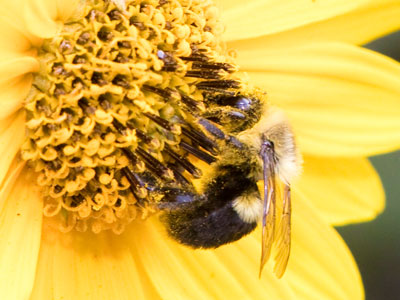 Face full of pollen.