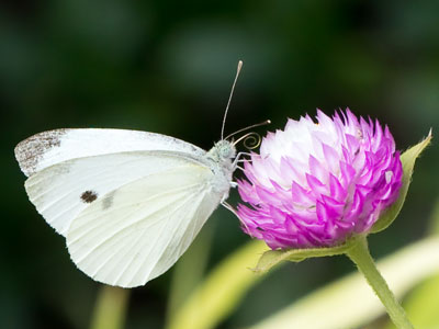 Roller derby yesterday -- flowers and butterflies today.  I`ve gotta get my five photos one way or another.