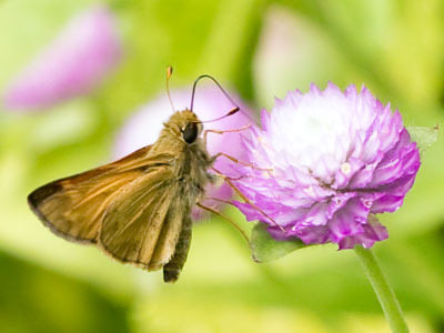 Not actually a butterfly, but it looks good on a flower.