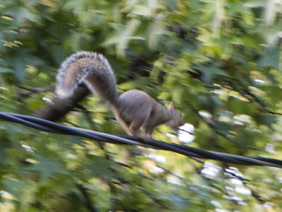 The walnut bandit.