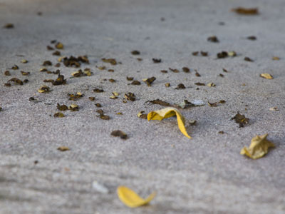 Squirrels make a mess of the porch at this time of year.