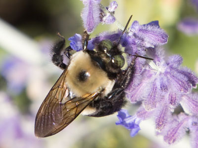 An aging bee still does the thing it was born to do.