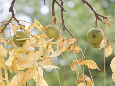 Future squirrel food.