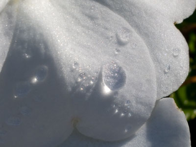 A photographer wrote a book saying water is intelligent and communicates with us through its shape. I don`t believe water (or that photographer) is intelligent.