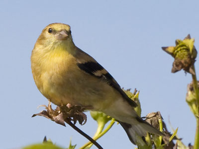 The goldfinch doesn`t know I`m there.