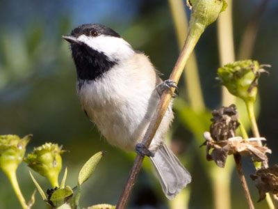 The black-capped chickadee doesn`t care I`m there.