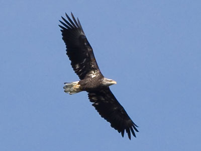 A juvenile bald eagle lacks the dark feathers of an adult.