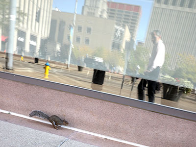 The squirrel goes to work in the morning as I head to work in the opposite direction (see the reflection).