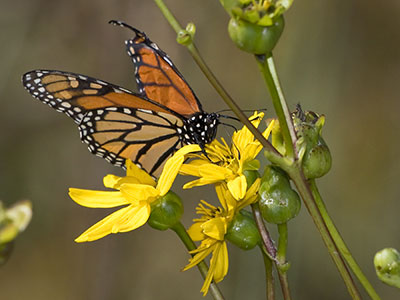 A large prairie, but only one butterfly.