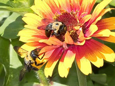 Bumblebees were out in large numbers.