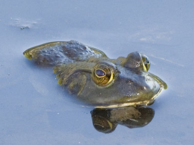 The top half of a frog.