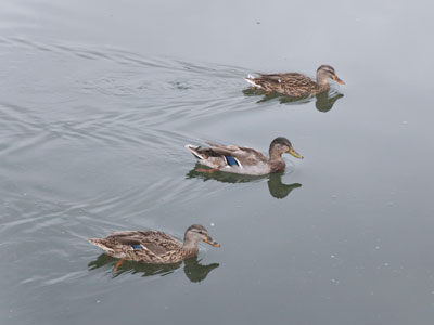 I`ve got my ducks in a row.