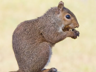 The most important thing this squirrel needs to do today is feed itself, so I stayed far away to avoid scaring it.