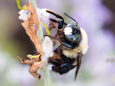 From the looks of it, this bee may never move again.