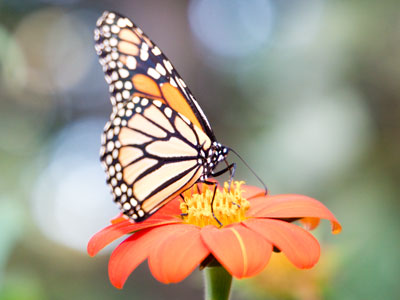 But this monarch has a thousand mile migration ahead.