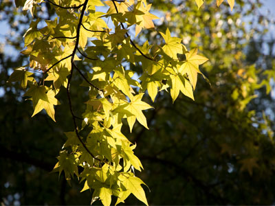 They`re pretty up there, but then they fall on my car.