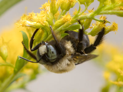 I suspect this bee has made its last bumble.