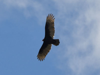 Other photographers stood around NOT taking pictures, apparently waiting for a bald eagle.  I`m not so picky.