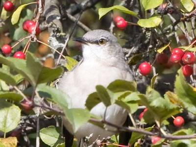 I took many photos of this mockingbird and had time to listen to its entire repertoire of songs.