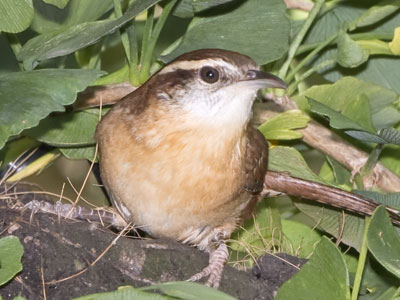 Oh what a privilege it was to hear a pair of Carolina Wrens perform a duet:  he sings, she rasps in response.