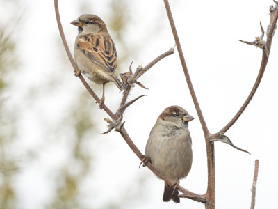 Today`s bird photographs were made possible thanks to very expensive camera equipment and lots of patience.