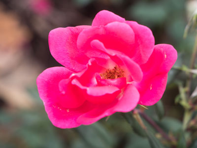 In the same spot where I photographed early daffodils (see February 6, 2023), now I shoot late season roses.