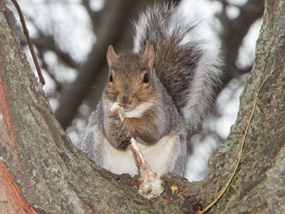 Beware roving bands of carnivorous squirrels.