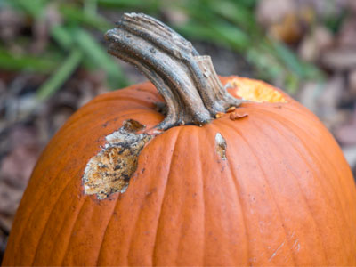 Squirrels love Halloween.