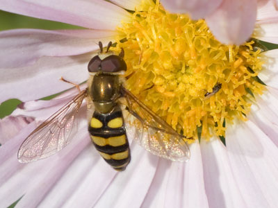 This bee and I are both in denial about the seasons.