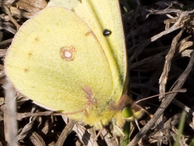 This has not been a good year for butterflies.