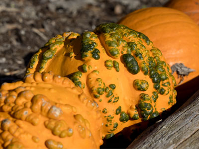 Knucklehead pumpkins are bred especially for the warts.