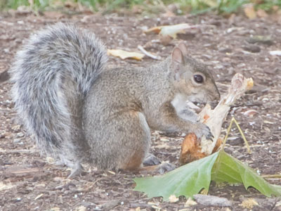 Another chikin`-luvin` squirrel (see October 30, 2023).