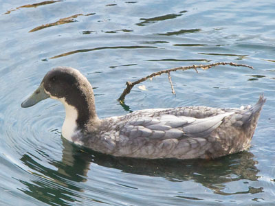 That ain`t no mallard. Could it be a Swedish Blue duck?