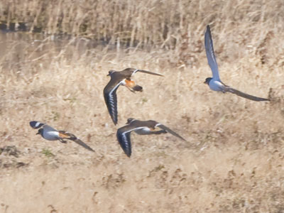 I encountered lots of noisy killdeers at the pond.