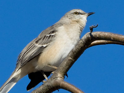 I consistently see mockingbirds at Wegerzyn Garden (see October 22, 2023, and January 16, 2021).