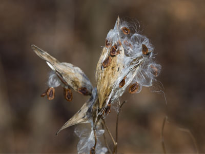 In case you forgot the seed pod from November 12.