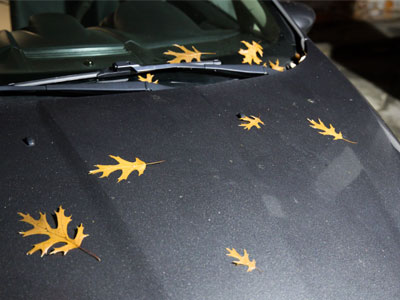 I carefully decorated my car for the autumn season.