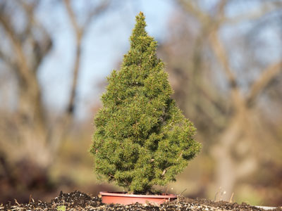 I put up the tree today.