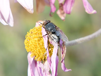 In late November, insects (and photographers) have to take what they can get.